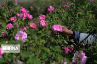 ۲۰۰ تن گل محمدی در سبزوار برداشت شد