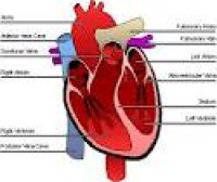 یک هزار و 112 نفر سبزواری به علت بیماری های قلبی و عروقی فوت کردند