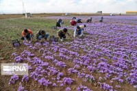 پیش‌بینی تولید حدود ۲۵ تن زعفران در خوشاب