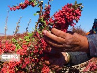 نخستین محصول زرشک در جوین خراسان رضوی برداشت شد